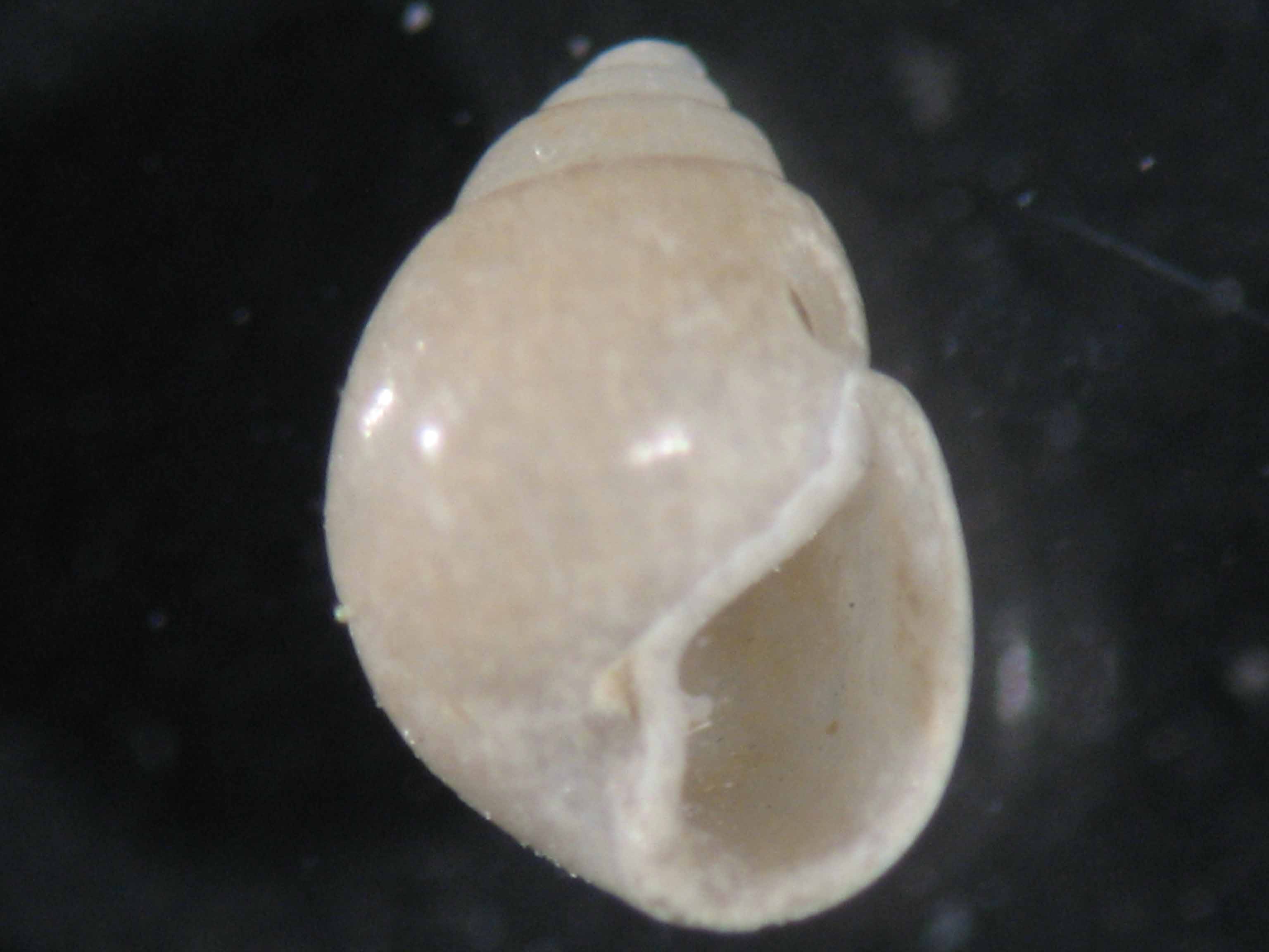 Liocarenus globulinus